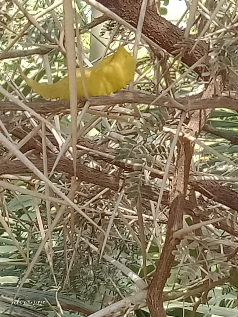 Vachellia karroo